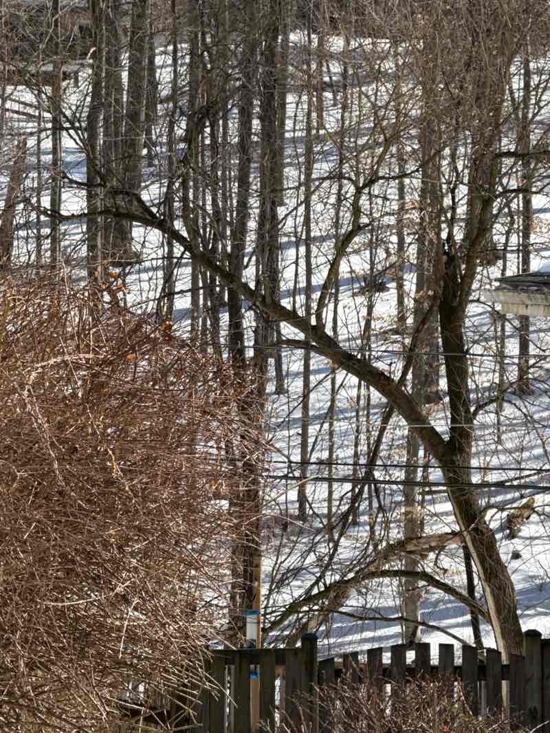 walking near me in Glenmoore Local Open Space in winter