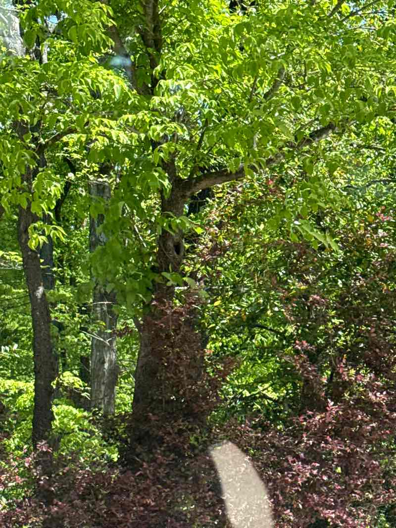 walking near me in Benjamin Park Bog Garden in spring