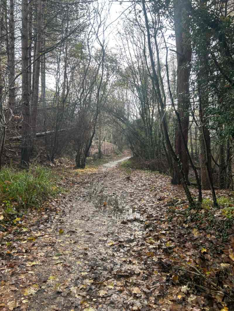 walking near me in Derwenthaugh Country Park in autumn