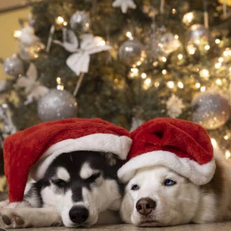 🐺Wolves  walkers🐺 Joanna post image