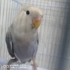 ❤️بسام الخلف❤️ profile