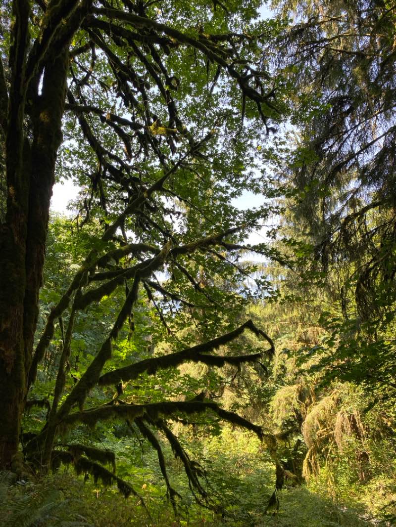 walking near me in Tynehead Regional Park in autumn