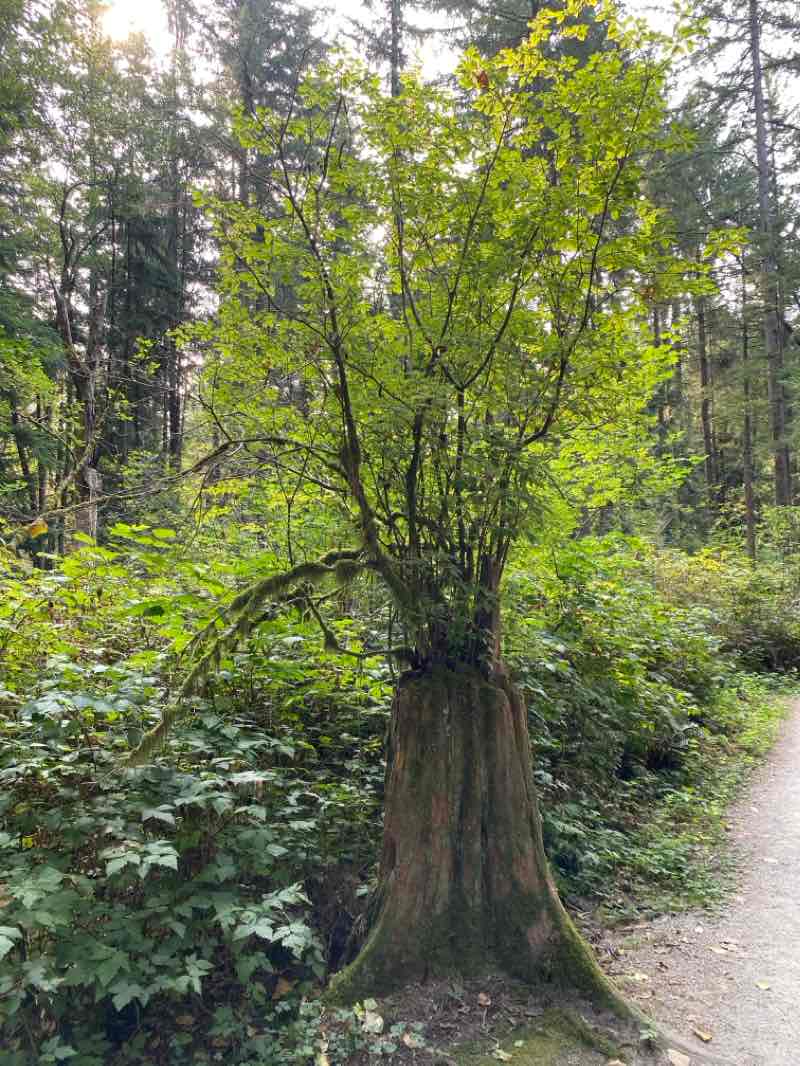 walking near me in Green Timbers Urban Forest in autumn