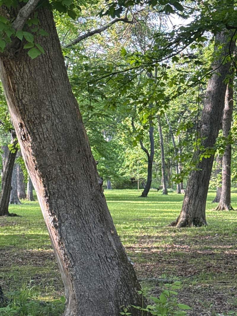 walking near me in Valentine Park in spring