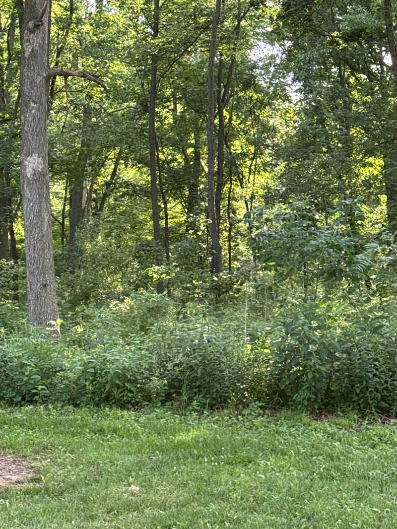 walking near me in Lake of the Woods County Park in summer