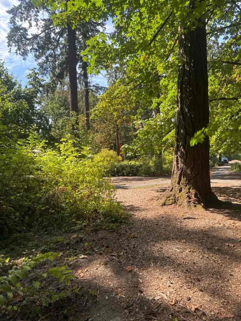 walking near me in Mary S. Young State Recreation Area in autumn