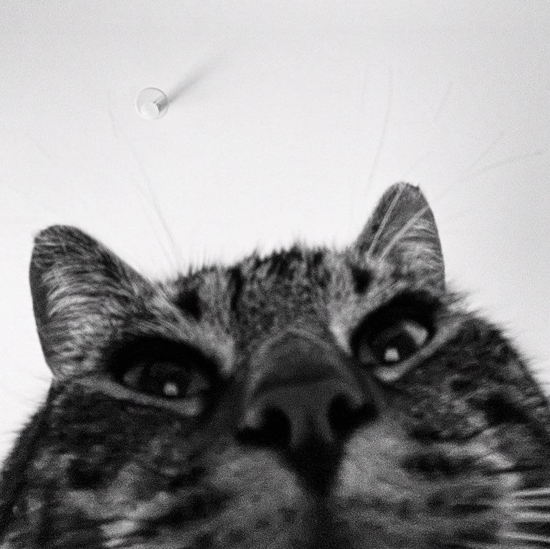 Princesse Carotte profile