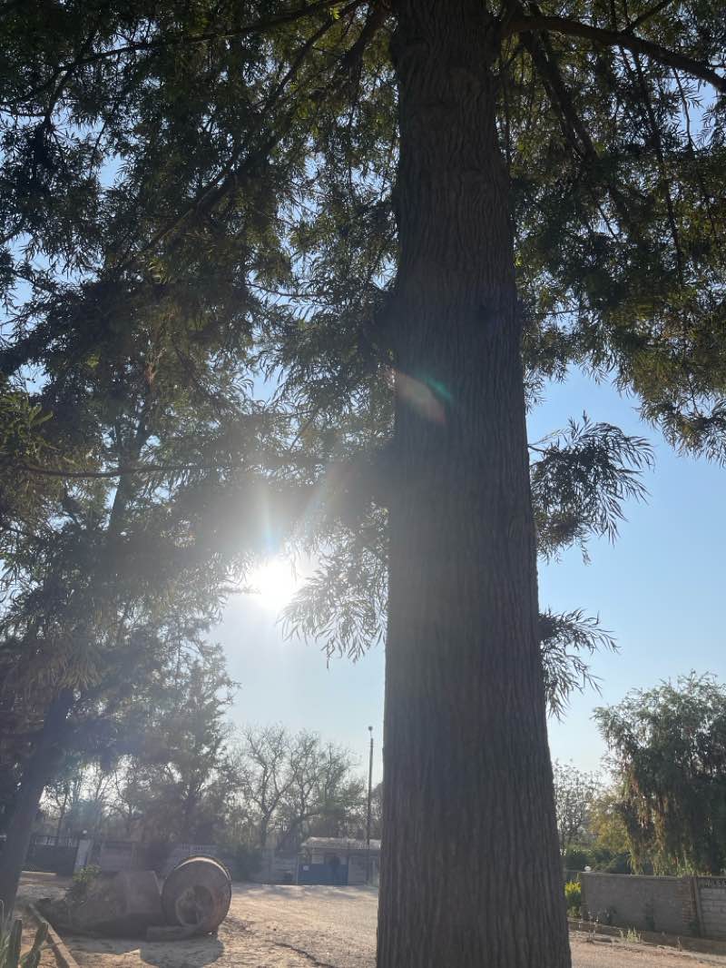 walking near me in Ginger Backyard Park in spring