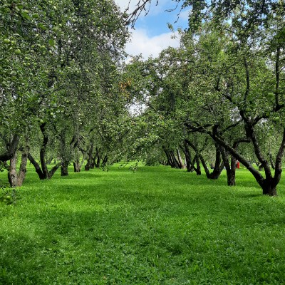 Шагающие Миньоны Наташа post image