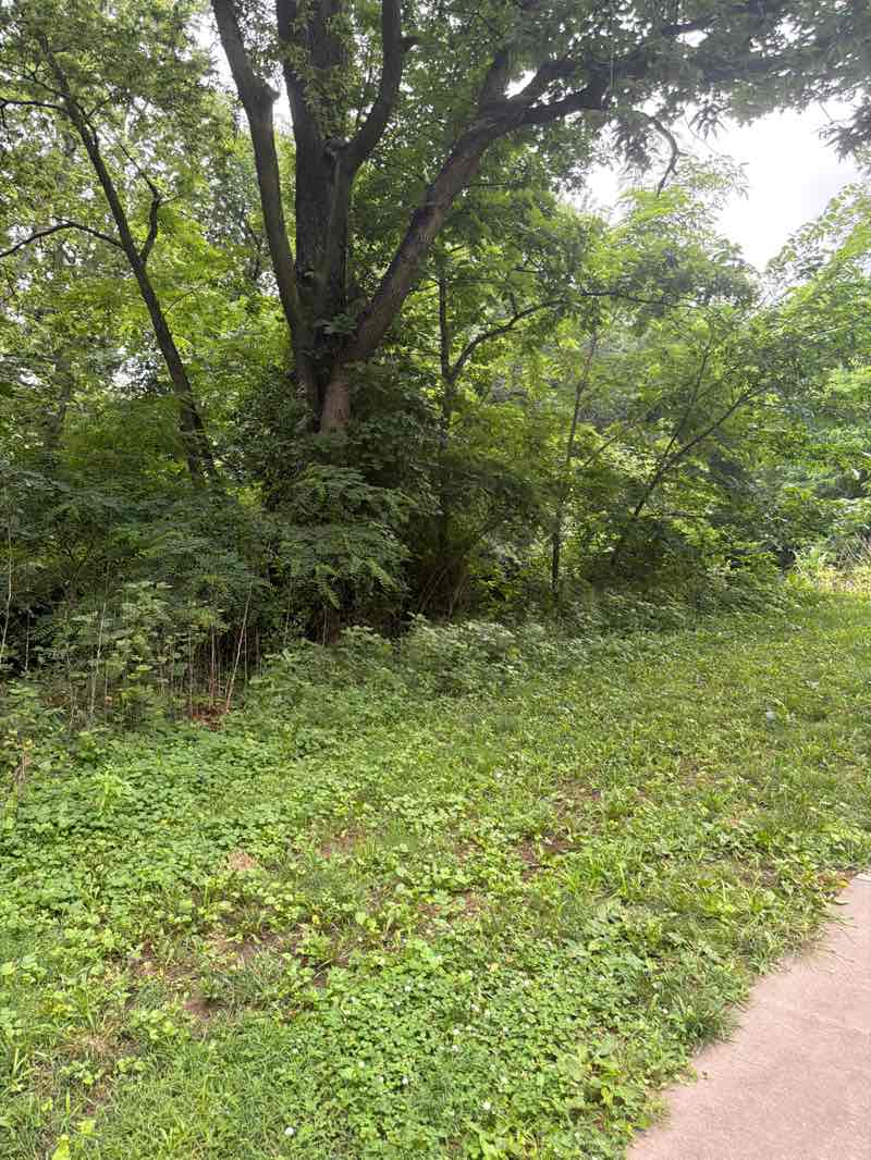 walking near me in Crestview Park in summer