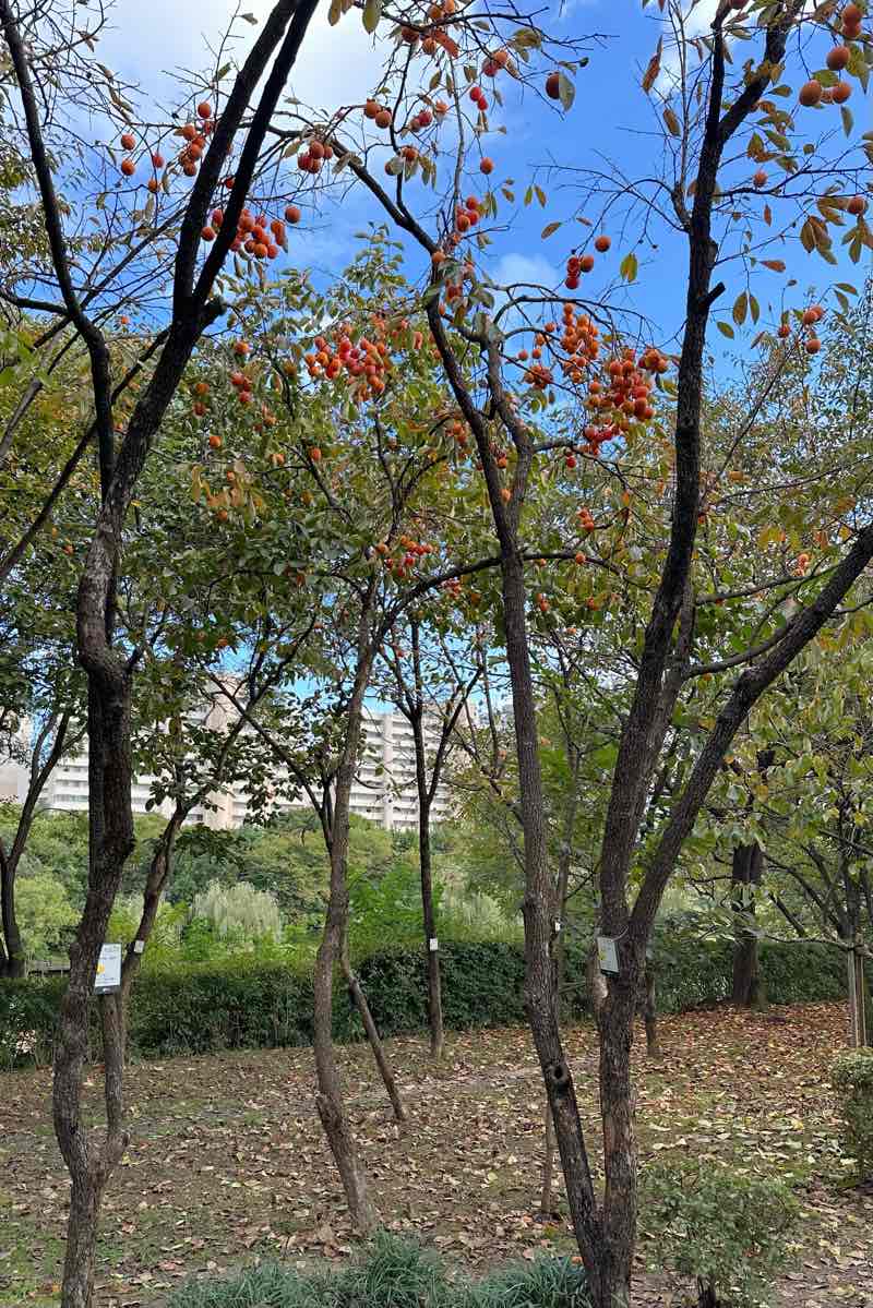 walking near me in 개포동 근린공원 in autumn