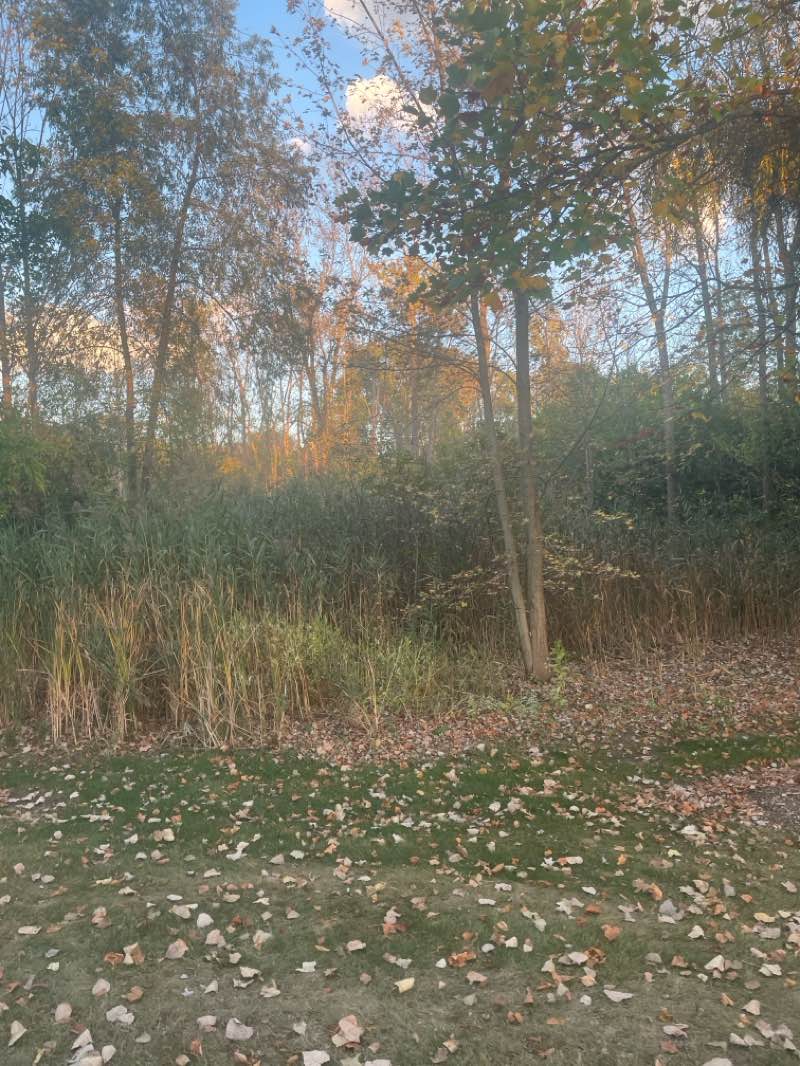 walking near me in River Woods Park in autumn