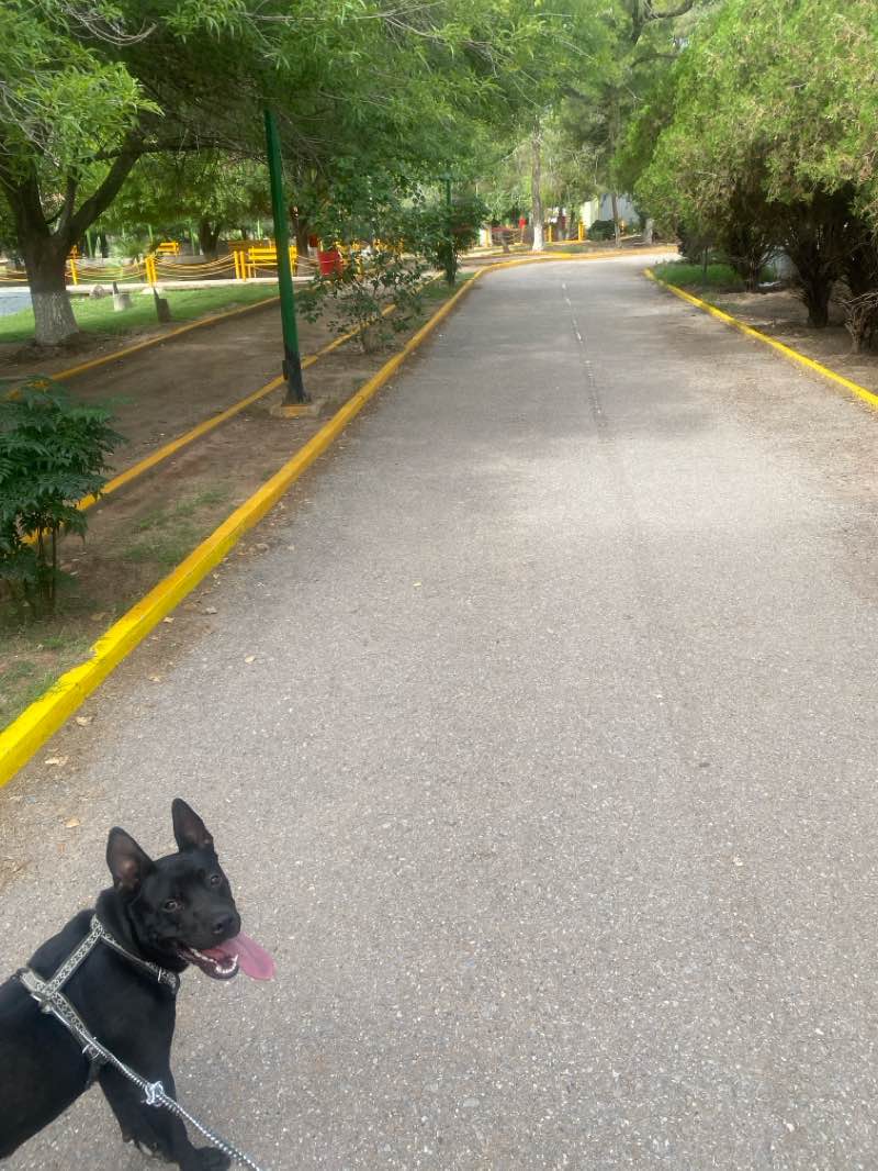 walking near me in Parque José Vasconcelos in autumn