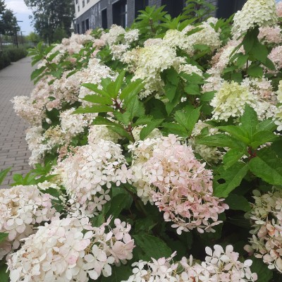 экспертные ходоки infernariez post image