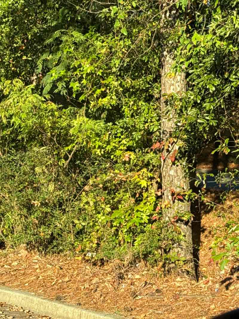 walking near me in Ridge Forest Park in autumn