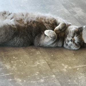 Izabella Kowalewska profile