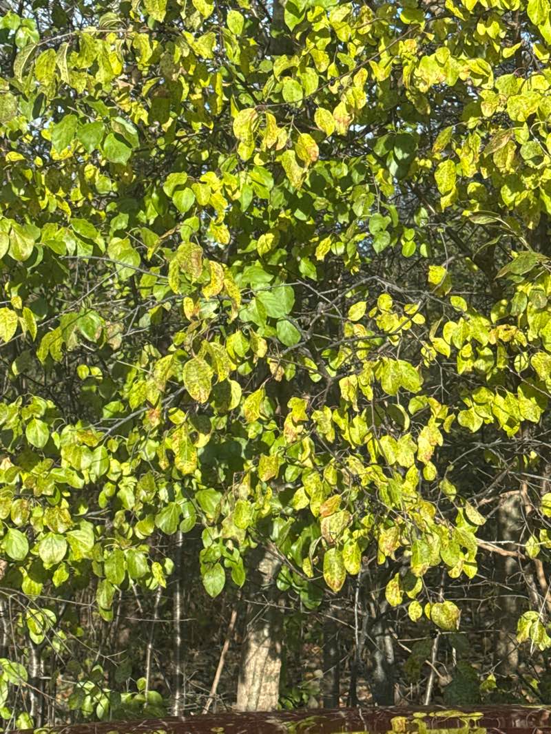 walking near me in Jack Darling Memorial Park in autumn