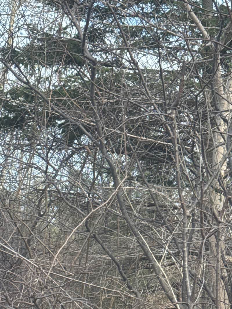 walking near me in Jack Darling Memorial Park in spring
