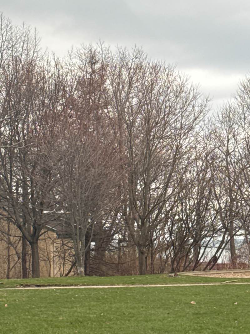 walking near me in St. Lawrence Park in spring