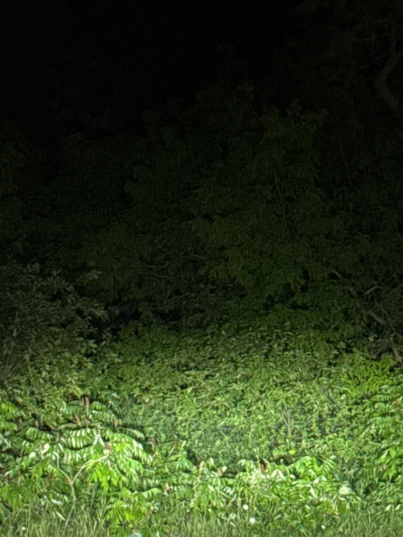 walking near me in Turner Park in summer
