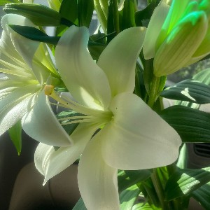 Наталья Огникова profile