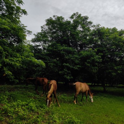 Occams Walkathon - Group A Swati Mahima post image