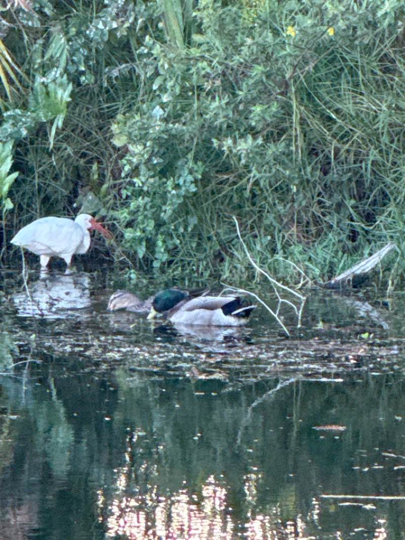 walking near me in Lake Vista Park in winter