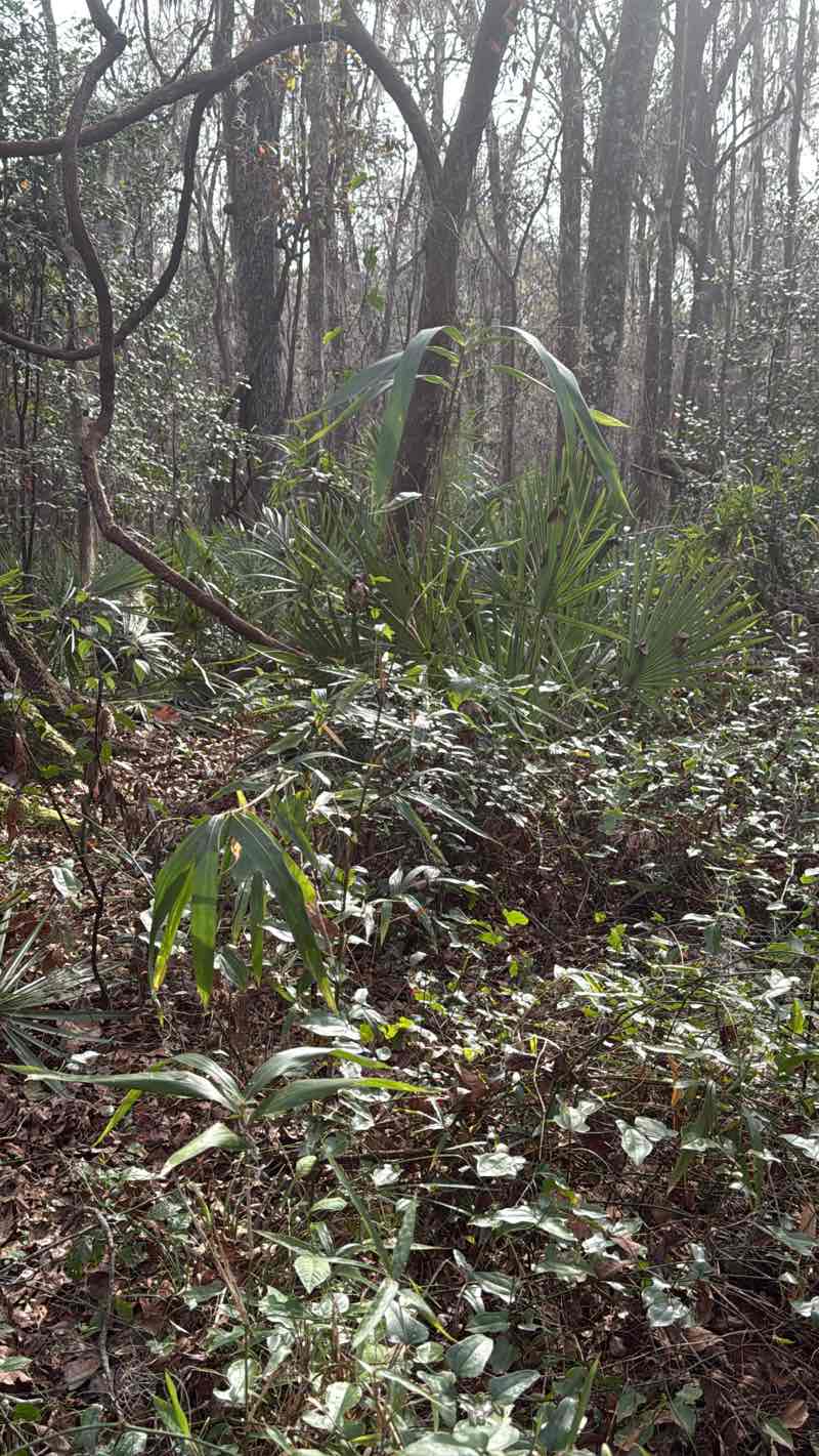 walking near me in John Mahon Nature Park in winter