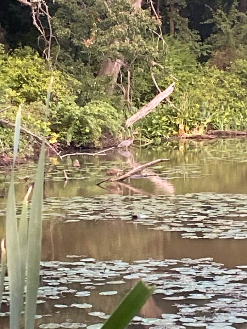 walking near me in Hall's Pond Sanctuary in autumn