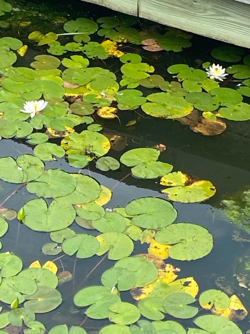 walking near me in Charles River Reservation in autumn