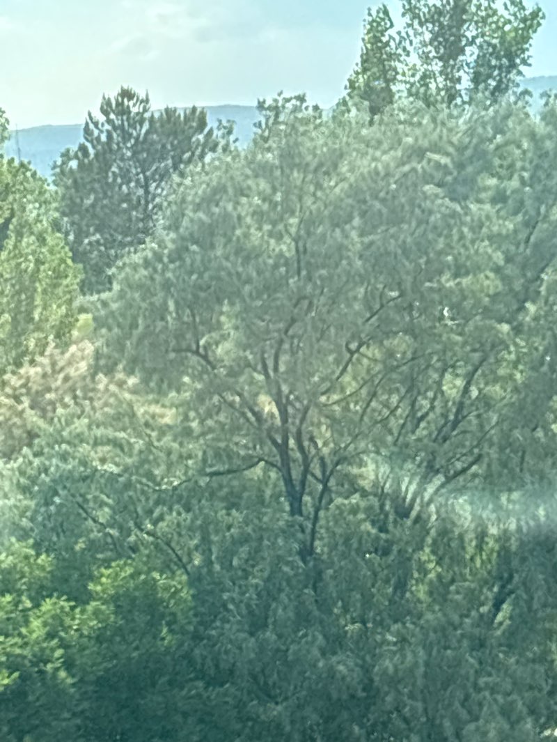 walking near me in Western Springs Park in summer