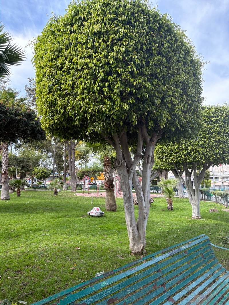 walking near me in Parque Independencia in spring