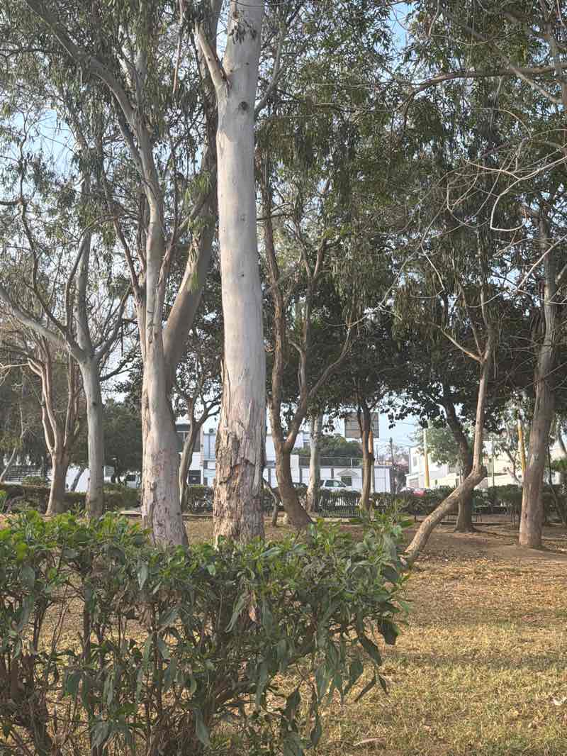 walking near me in Parque Nube in spring