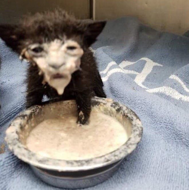 Hermano Delavega profile