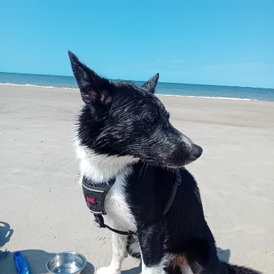 DIGITAL FOOTPRINT TEST Ilse Spruit 🇳🇱 post image