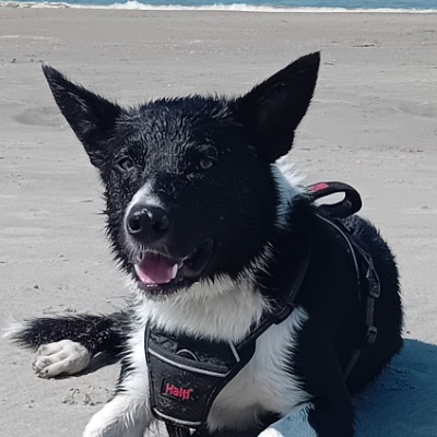 DIGITAL FOOTPRINT TEST Ilse Spruit 🇳🇱 post image