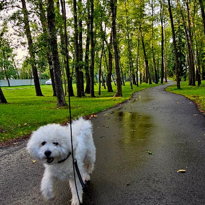 Rogers Walking Social Club Jing Li post image