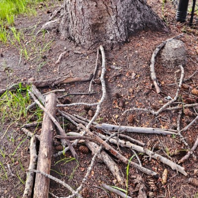 Rogers Walking Social Club Jing Li post image