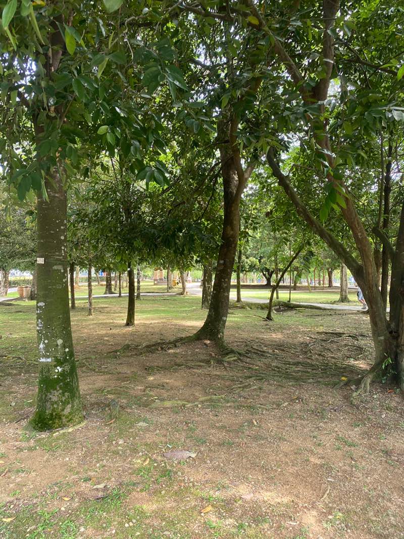 walking near me in MBIP Recreational Forest in autumn