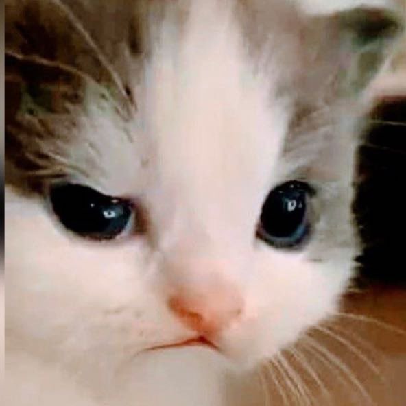 Лина 🐥 Кожевникова icon