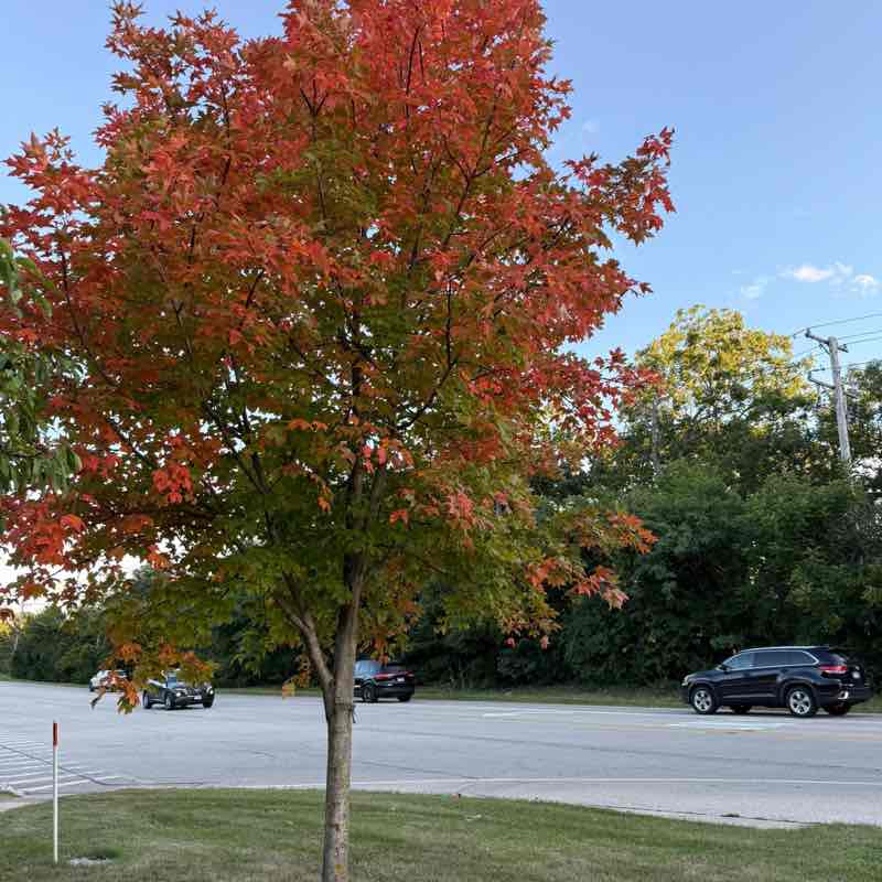 Leonardo Tavaniello post 2