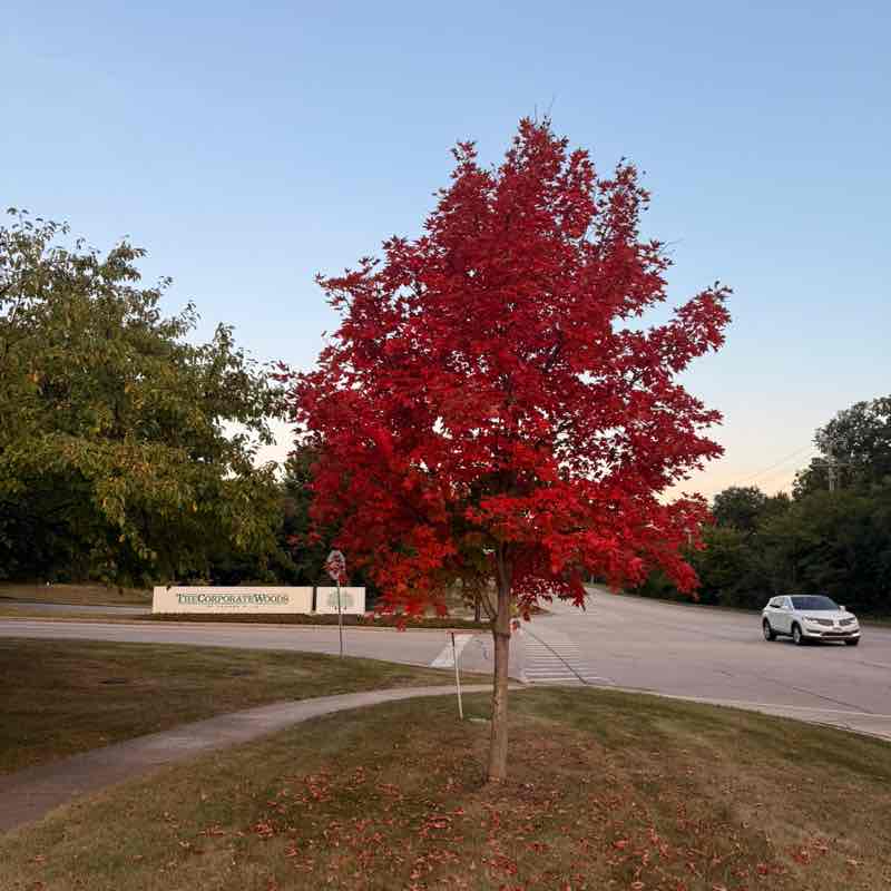 Leonardo Tavaniello post 1