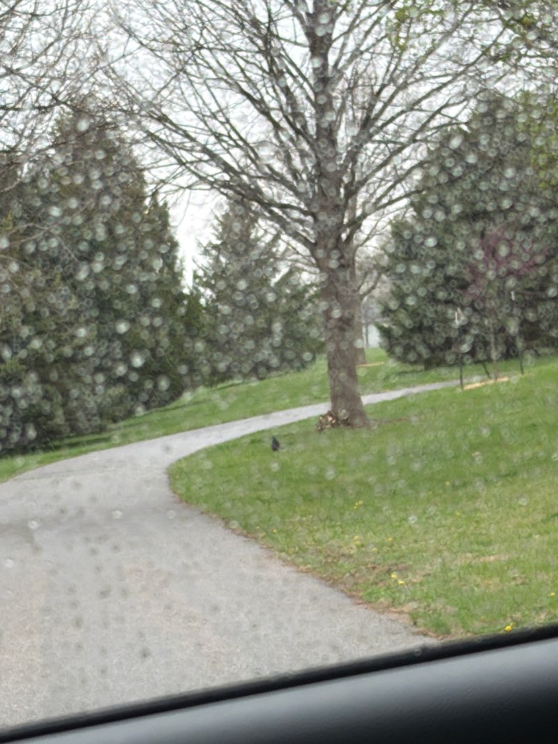 walking near me in Wedgewood Hills Park in spring
