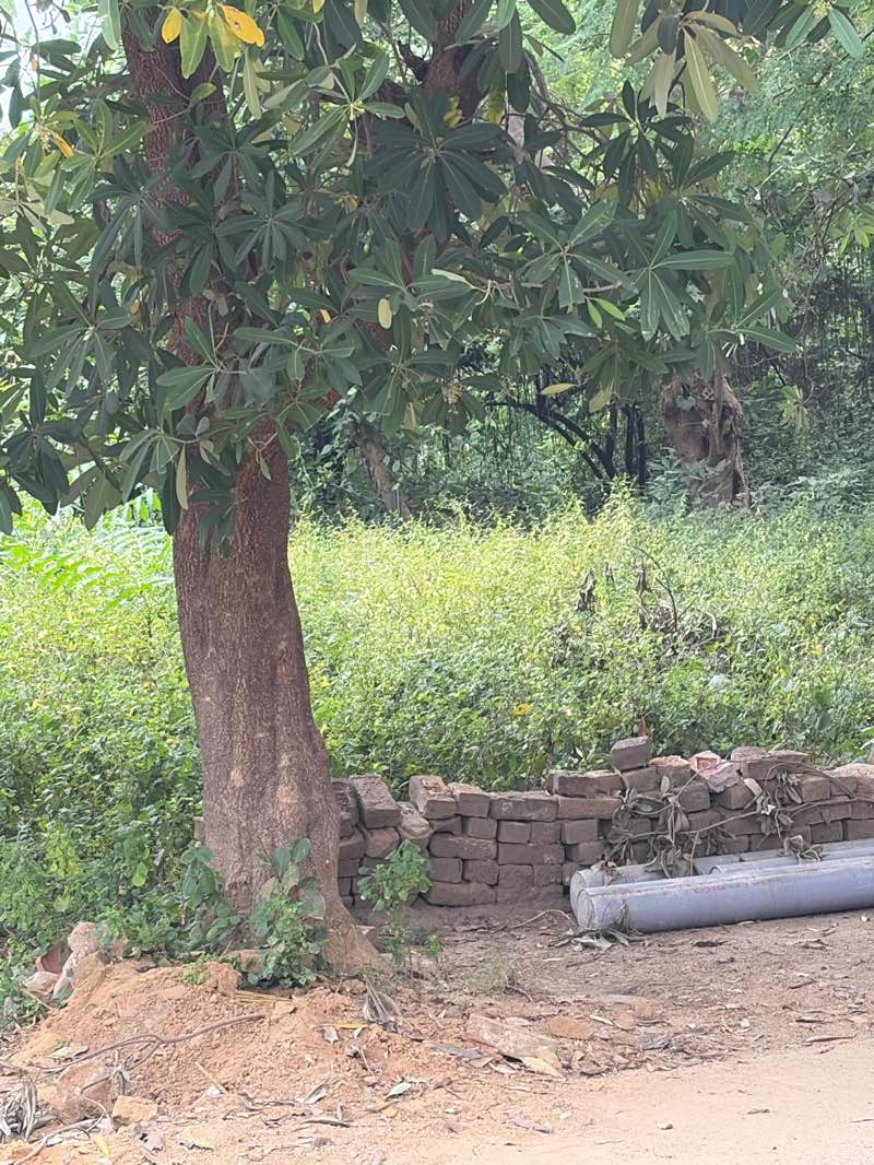 walking near me in Janak Vatika in autumn