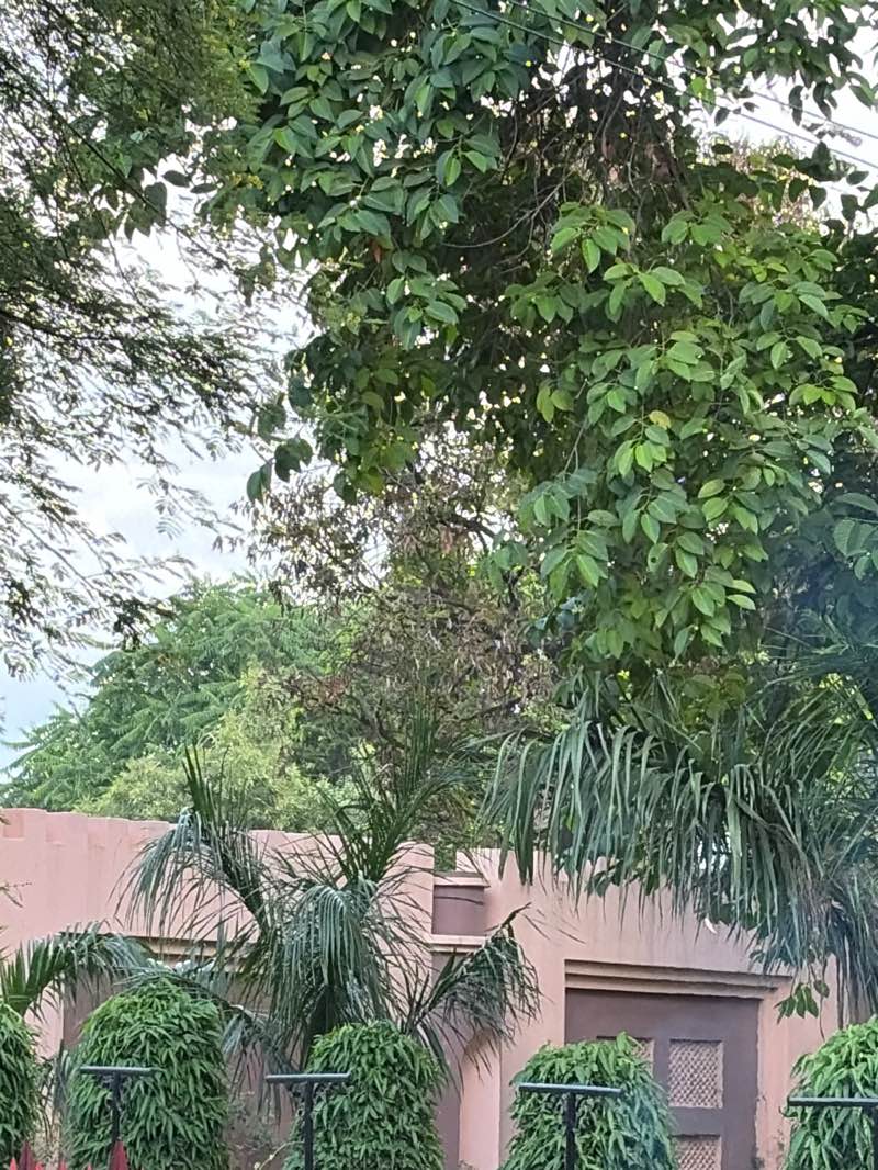 walking near me in Swarna Jayanti Park in autumn