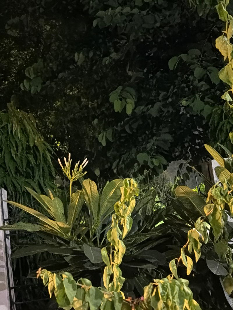 walking near me in Arvindo Park in autumn