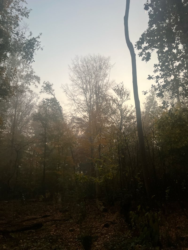 walking near me in Markiezenbos in autumn