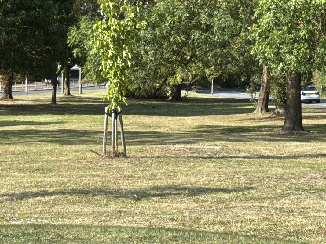 walking near me in Roman Vale Park in autumn