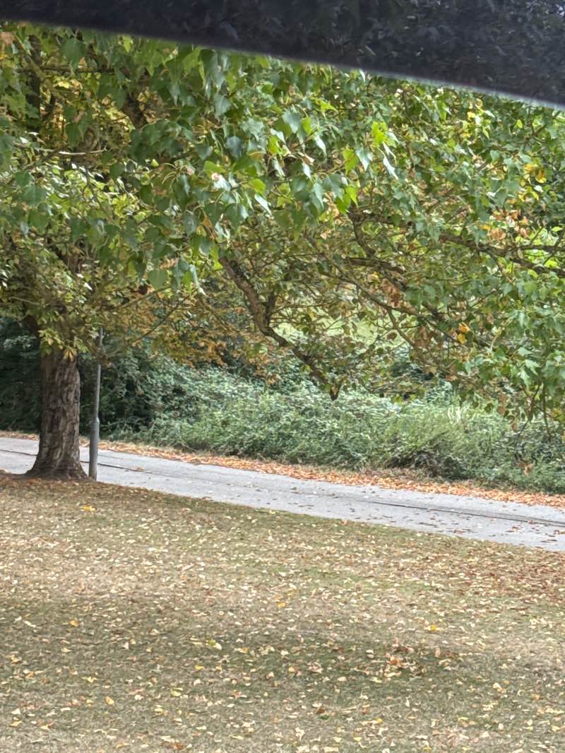 walking near me in Longbanks Field in autumn