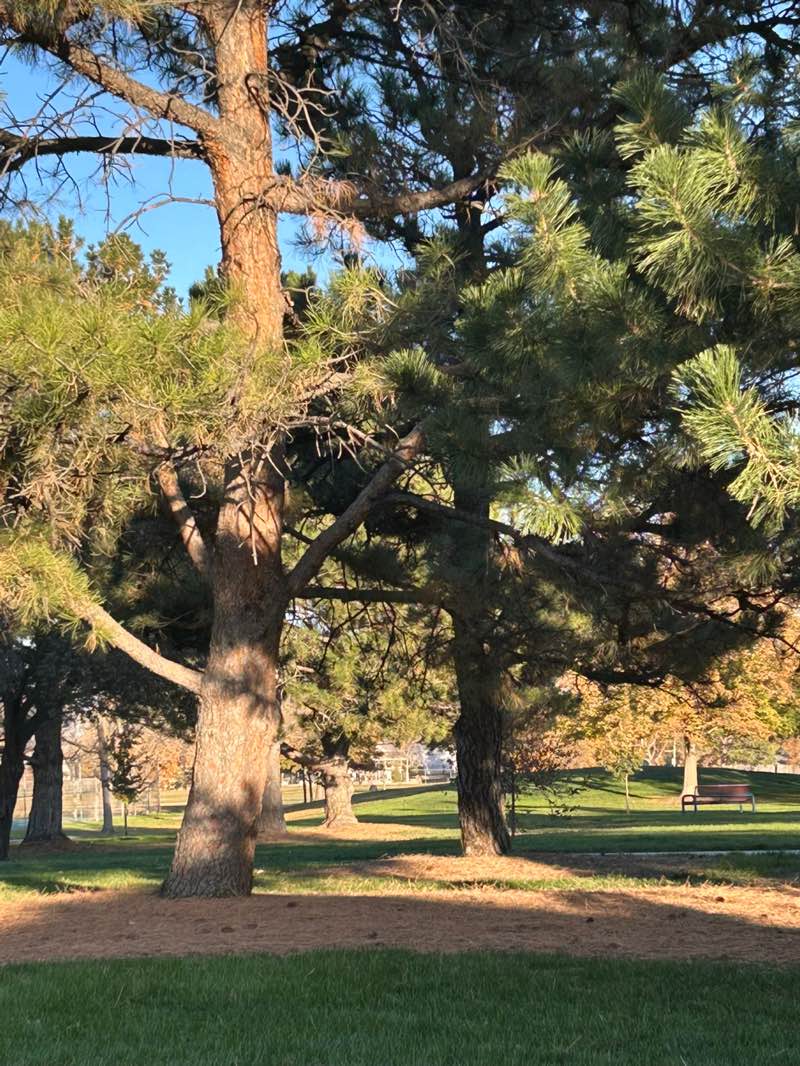 walking near me in Tennyson Knolls Park in autumn